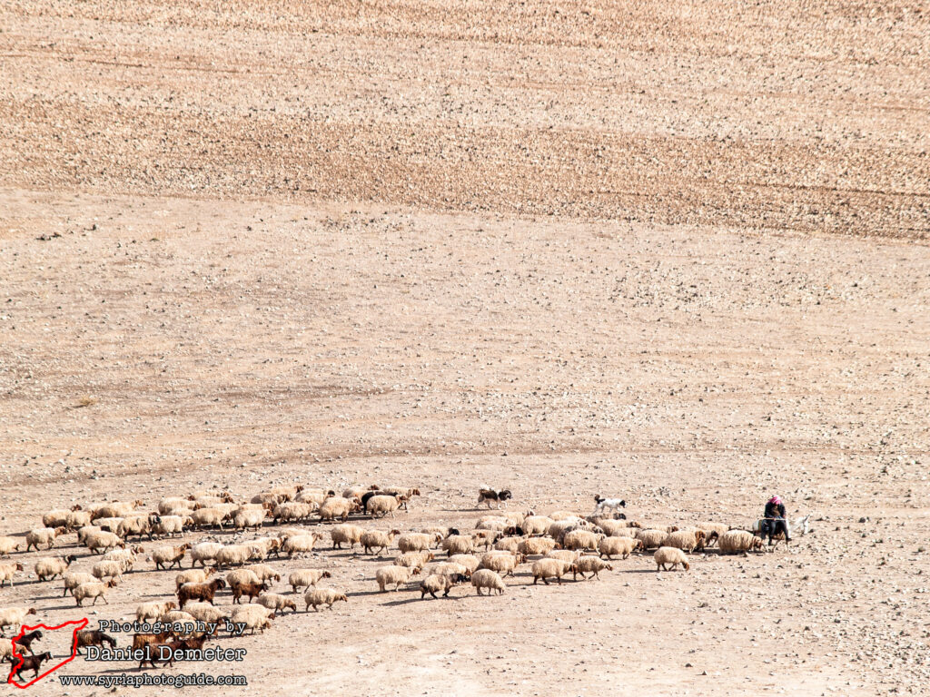 Qalaat al-Shamamis (قلعة الشماميس)